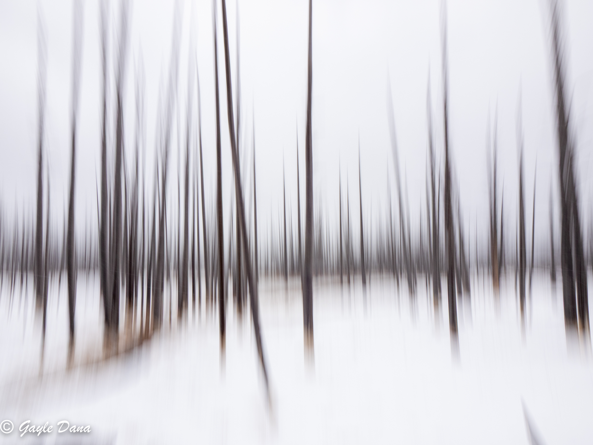 Bobby Sock Trees Blur
